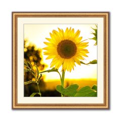 Photo framing online of a beautiful picture feature a sunflower in the sunset